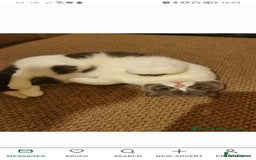 British Shorthair cats for sale: Bi-Colour British Shorthair Male. in Canterbury - Image 3