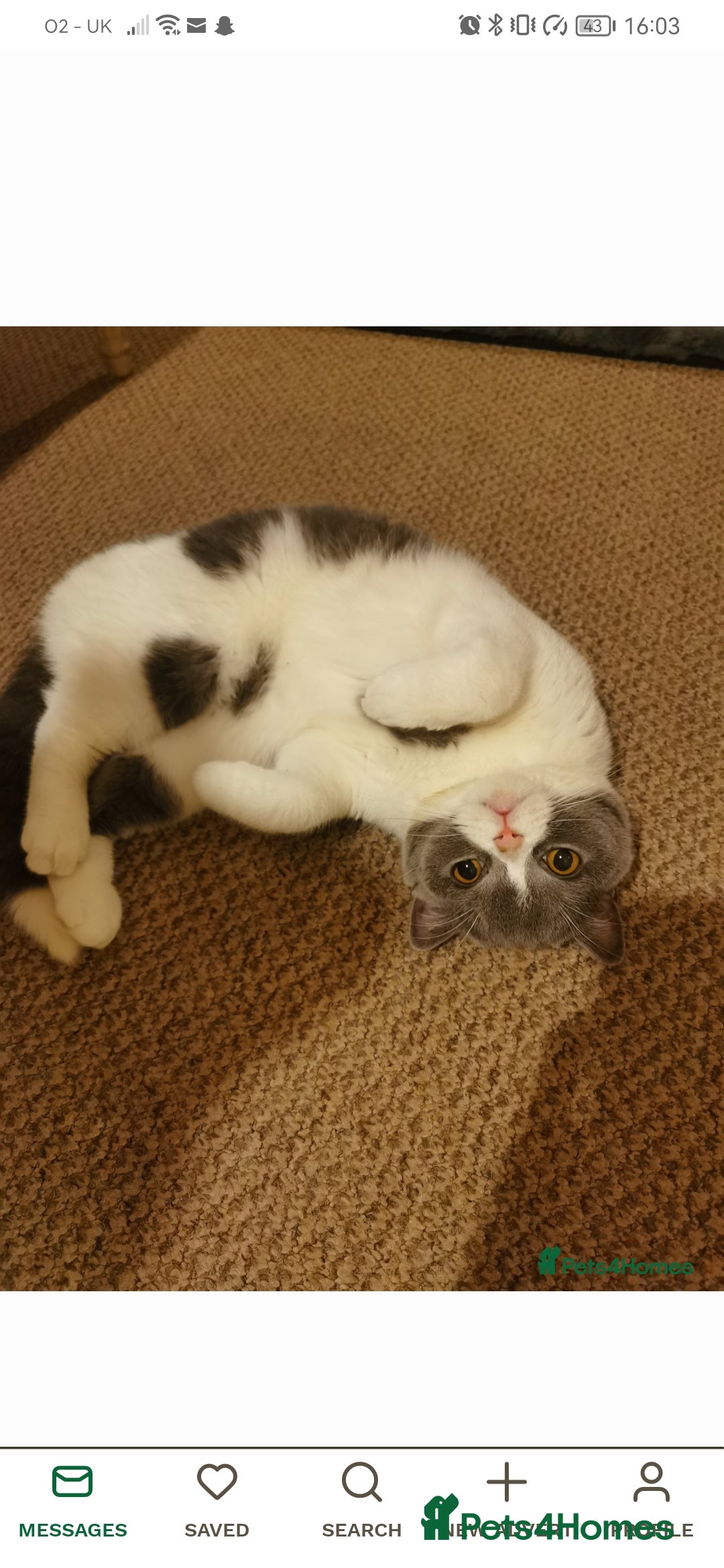 British Shorthair cats for sale: Bi-Colour British Shorthair Male. in Canterbury - Image 3