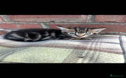 Bengal cats for sale: Beautiful Bengal Kittens  - Image 7