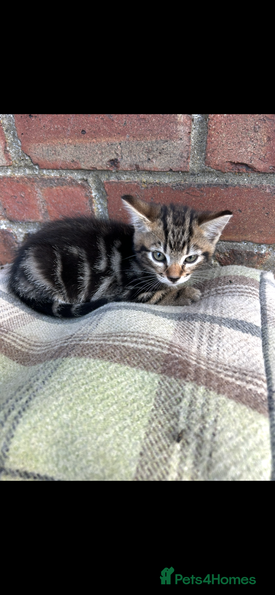 Bengal cats for sale: Beautiful Bengal Kittens  - Image 7