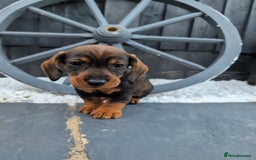 Dachshund dogs for sale: KC Register Standard Wirehaired Dachshund Puppies in Lincoln - Image 23