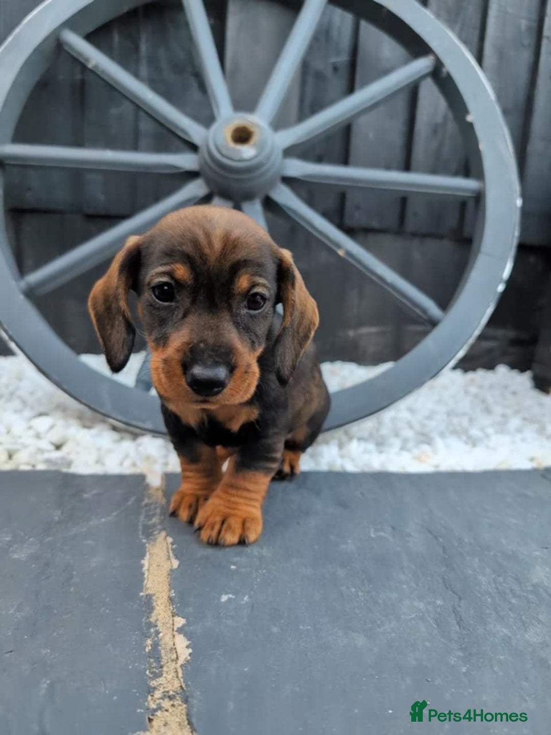 Dachshund dogs for sale: KC Register Standard Wirehaired Dachshund Puppies in Lincoln - Image 23