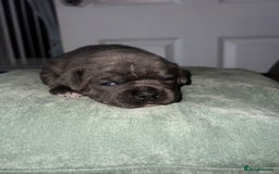 Staffordshire Bull Terrier dogs for sale: 🏆  GRAND CHAMPION Staffordshire Bull Terrier Pups - Image 18
