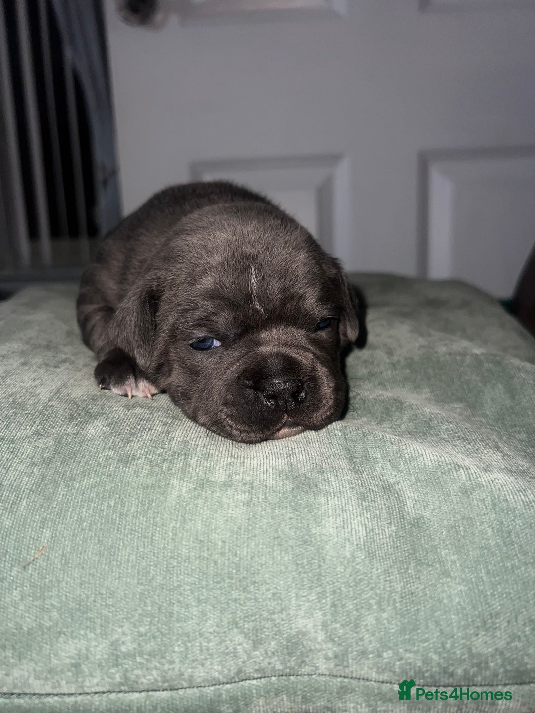 Staffordshire Bull Terrier dogs for sale: 🏆  GRAND CHAMPION Staffordshire Bull Terrier Pups - Image 18