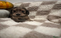 Miniature Dachshund dogs for sale: 5 Beautiful Long Haired Miniature Daschund’s   - Image 1