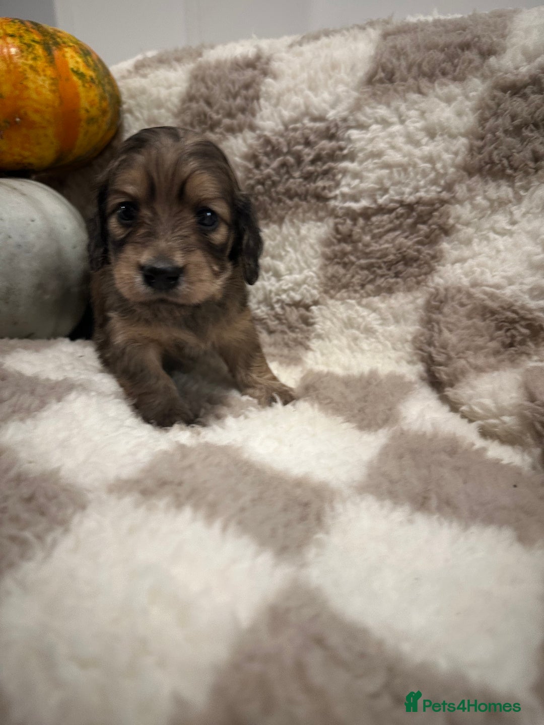 Miniature Dachshund dogs for sale: 5 Beautiful Long Haired Miniature Daschund’s   - Image 1