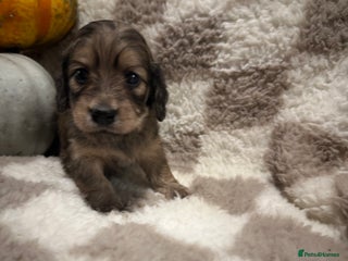 Miniature Dachshund dogs - Advert 28