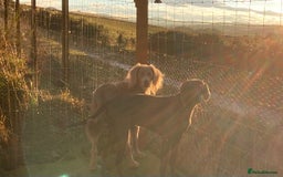 Weimaraner dogs for stud: LongHair Weim.kC Reg & DNA tested.Proven.N/E Scotl in Turriff - Advert 30