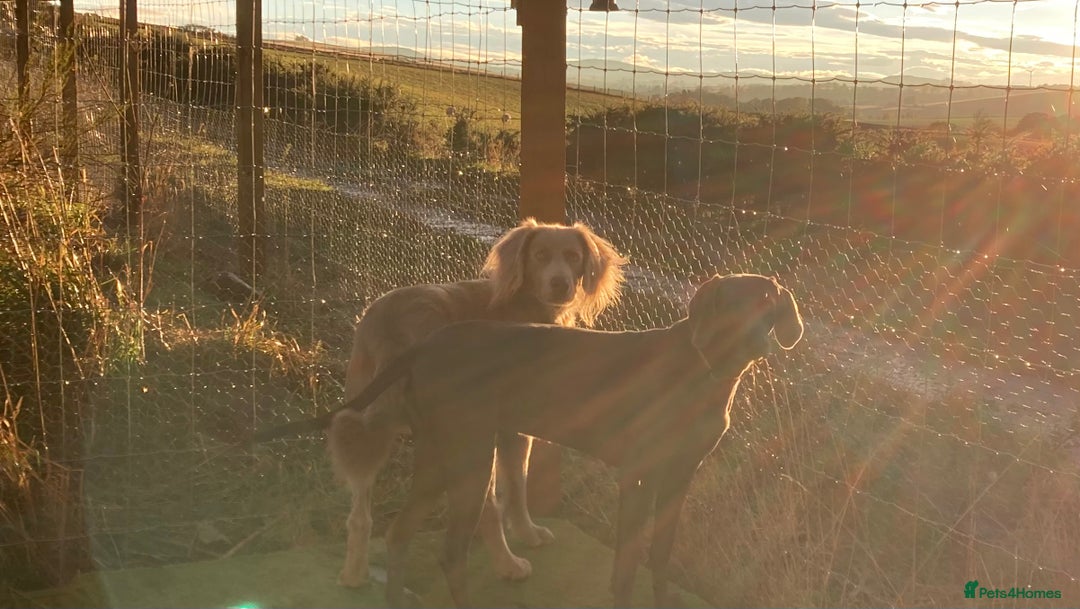 Weimaraner dogs for stud: LongHair Weim.kC Reg & DNA tested.Proven.N/E Scotl in Turriff - Advert 30
