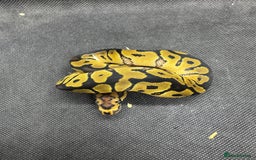 Python Snake reptiles for sale: Royal pythons from £30  - Image 2