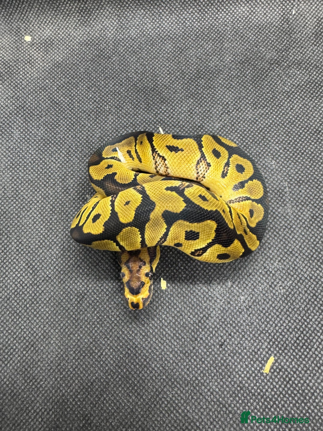 Python Snake reptiles for sale: Royal pythons from £30  - Image 2