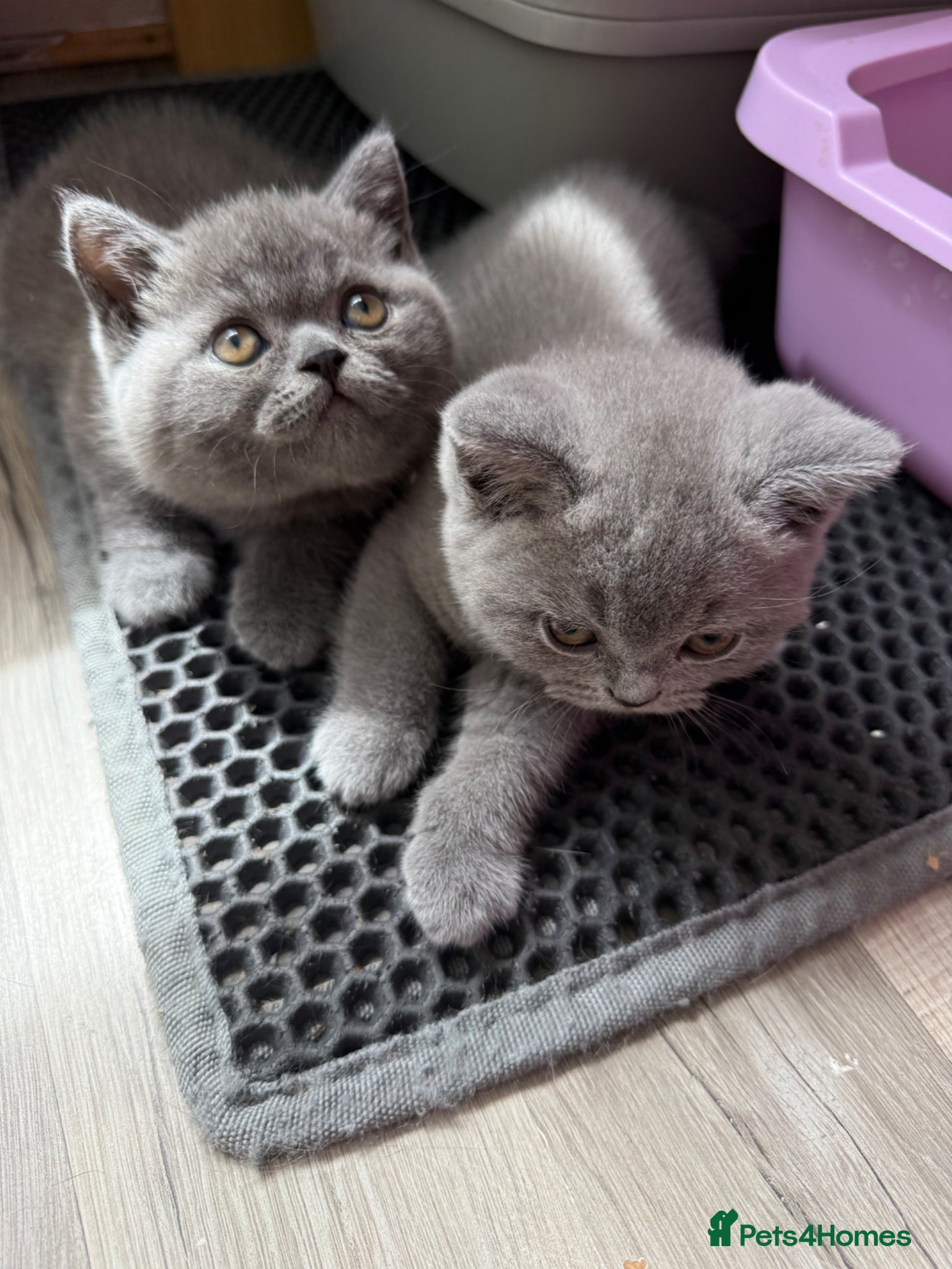 British Shorthair cats for sale: Pedigree British Shorthair Kittens ready to go! - Advert 28