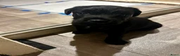 Patterdale Terrier dogs for sale: Patterdale girl in Coatbridge - Advert 3