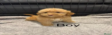 Cockapoo 4