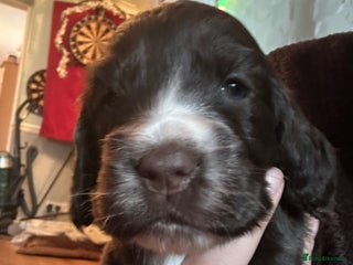 Sprocker dogs Sprocker Puppies For Sale - Advert 3