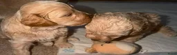 Cavapoo dogs for sale: Gorgeous cavapoo multicolours - Advert 21
