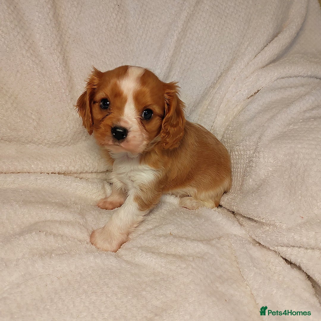 Cavalier King Charles Spaniel dogs for sale: Solid ruby and blem cavalier puppies - Advert 6