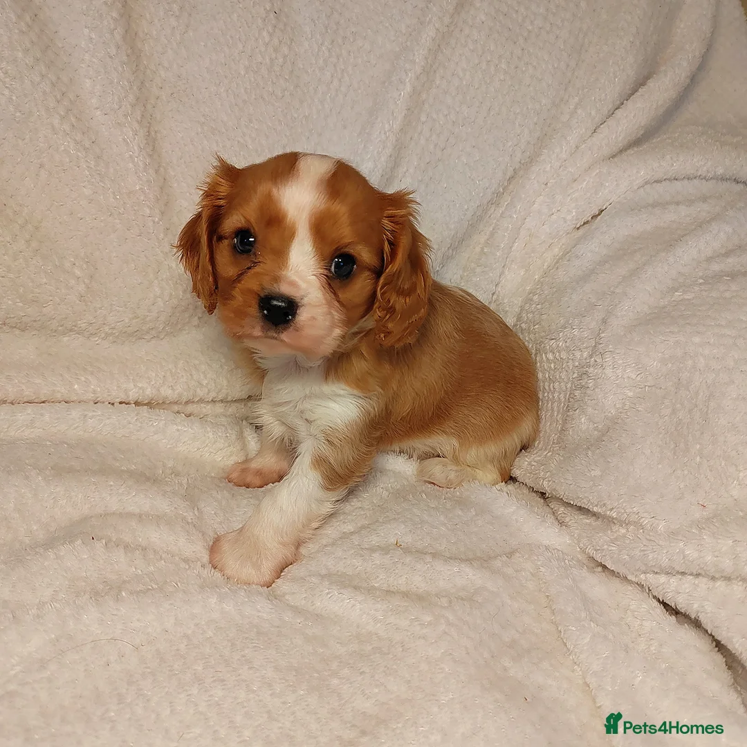 Cavalier King Charles Spaniel dogs for sale: Fully vaccinated and ready now 13 Feb  - Advert 16