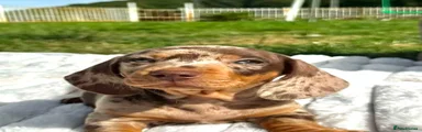 Spud