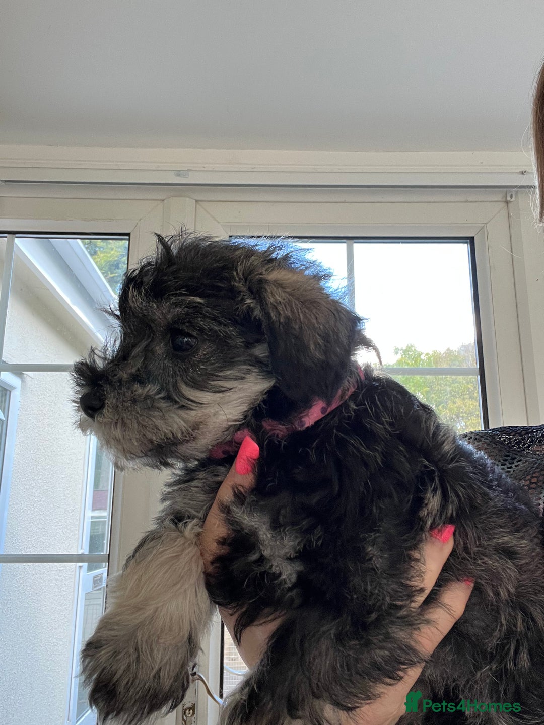 Miniature Schnauzer dogs for sale: 🐾🐶Schnauzer/Schnoodles🐶🐾 - Image 23