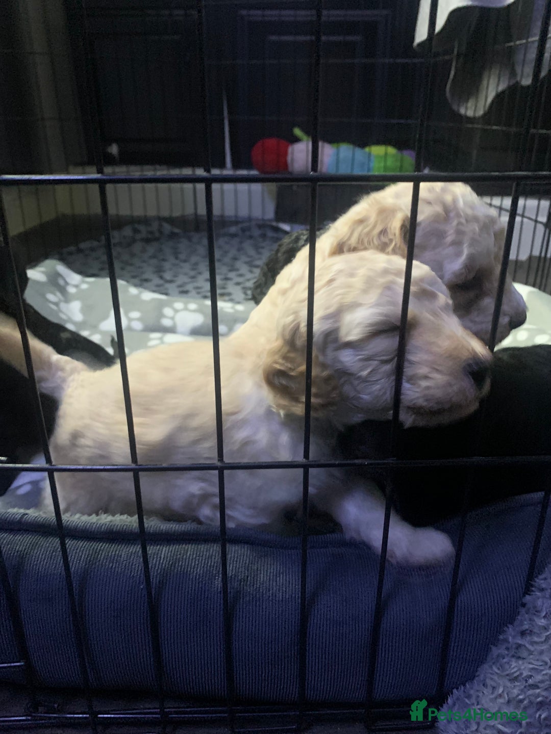 Labradoodle dogs for sale: Miniature Labradoodle  - Advert 3