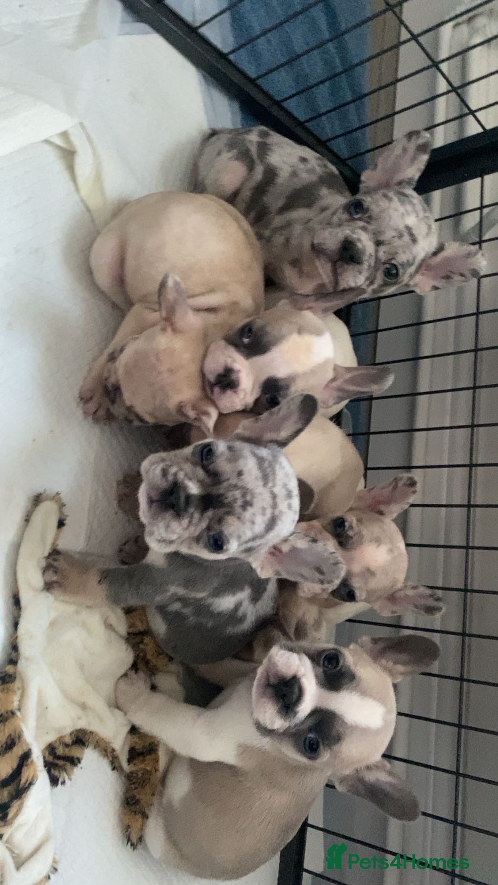 French Bulldog dogs 8 adorable frenchie pups  - Advert 10