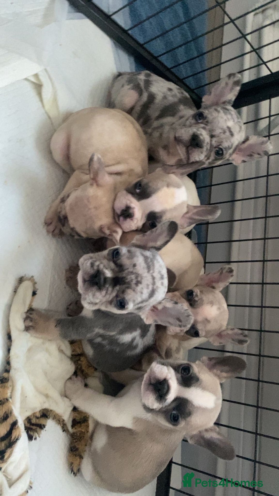 French Bulldog dogs for sale: 8 adorable frenchie pups  - Advert 2