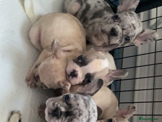 French Bulldog dogs 8 adorable frenchie pups - Advert 2