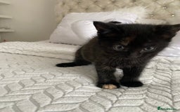 Mixed Breed cats for sale: Female kitten for sale  - Image 1