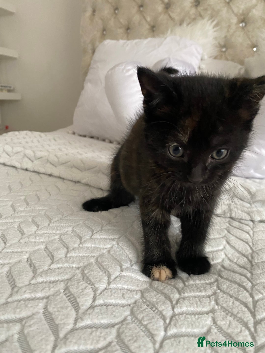 Mixed Breed cats for sale: Female kitten for sale  - Image 1