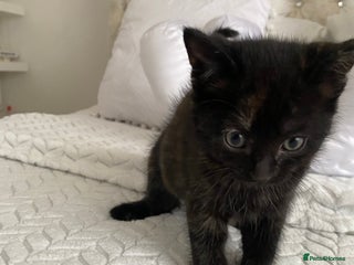 Mixed Breed cats - Advert 20