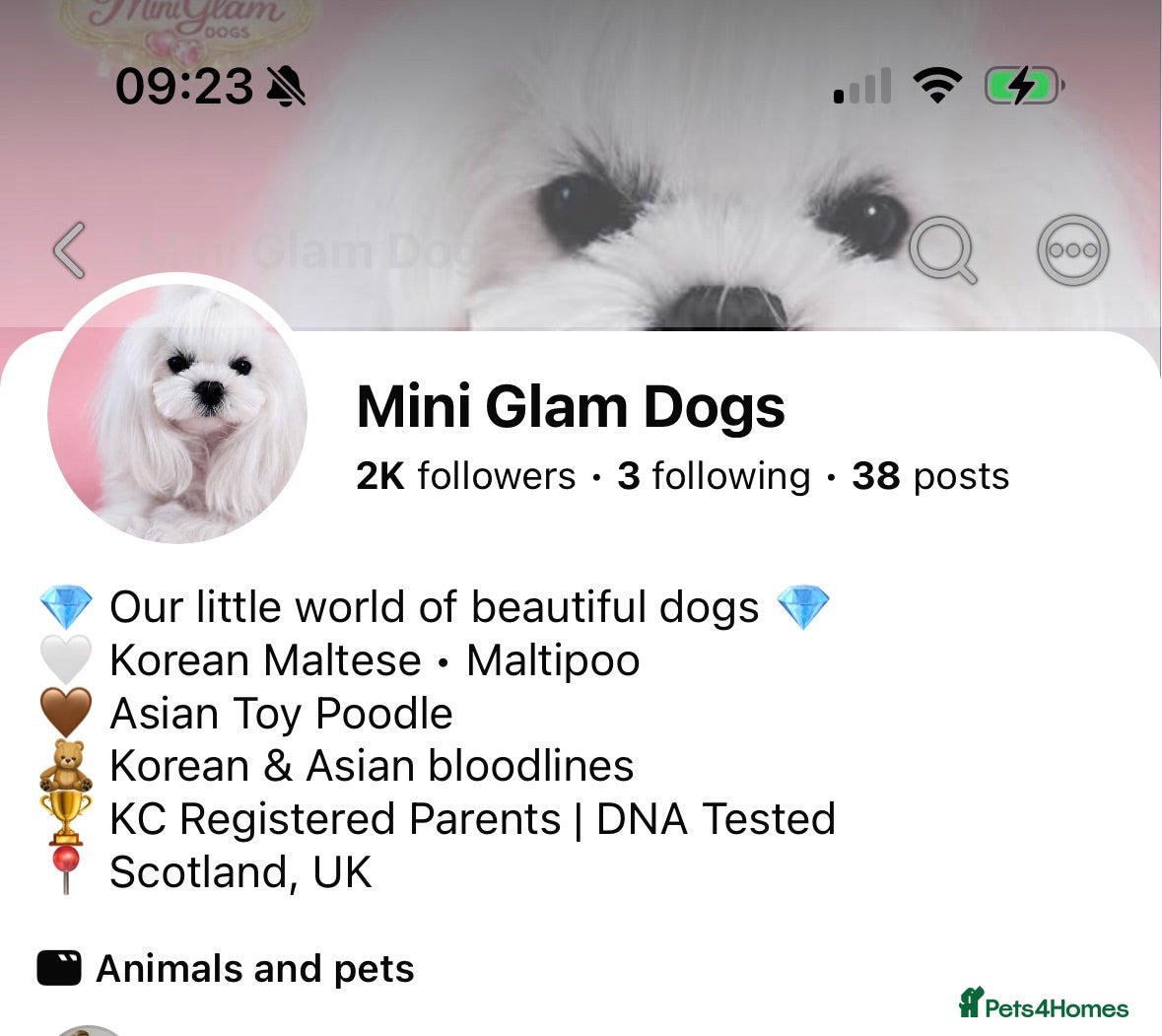 Maltipoo dogs 🧸Maltipoo DNA tested Korean & Asian lines - Advert 2