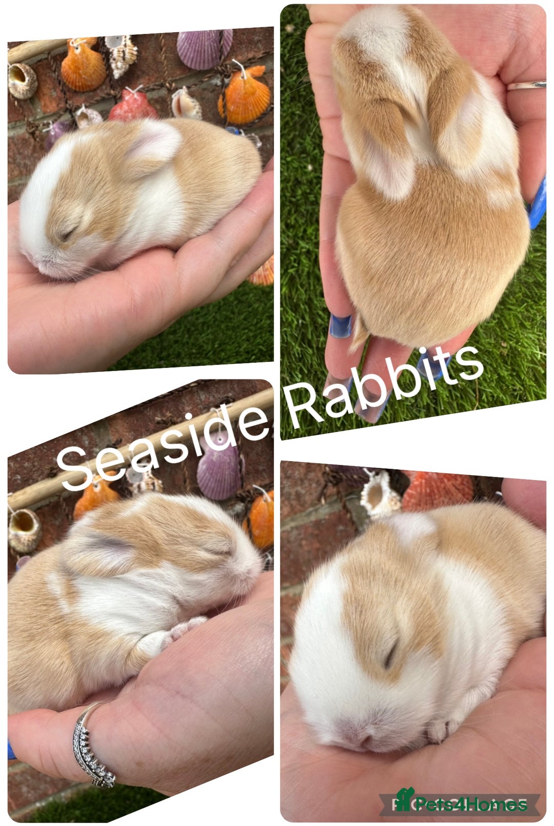 Mini Lop rabbits for sale: Stunning mini lops - Image 19