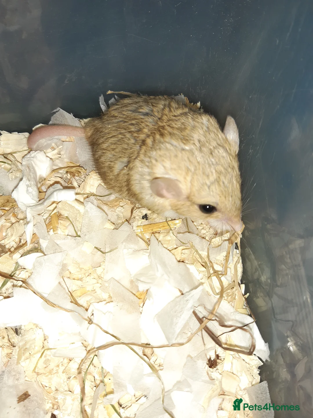 Gerbil rodents for sale: Baby duprasi/ fat tailed gerbils  - Advert 2