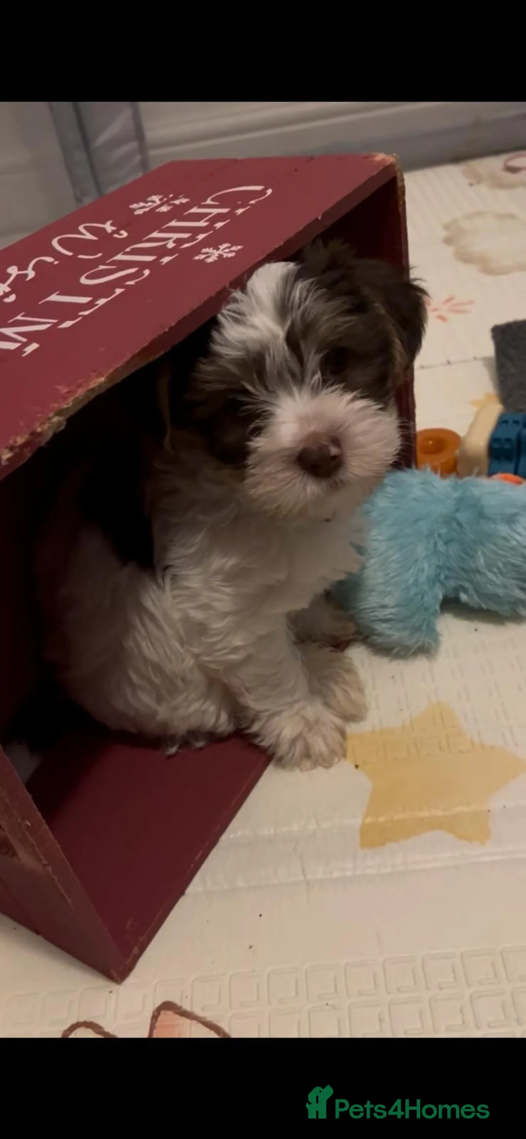 Yorkshire Terrier dogs for sale: READY NOW..PEDIGREE YORKSHIRE TERRIER FOR SALE - Advert 25