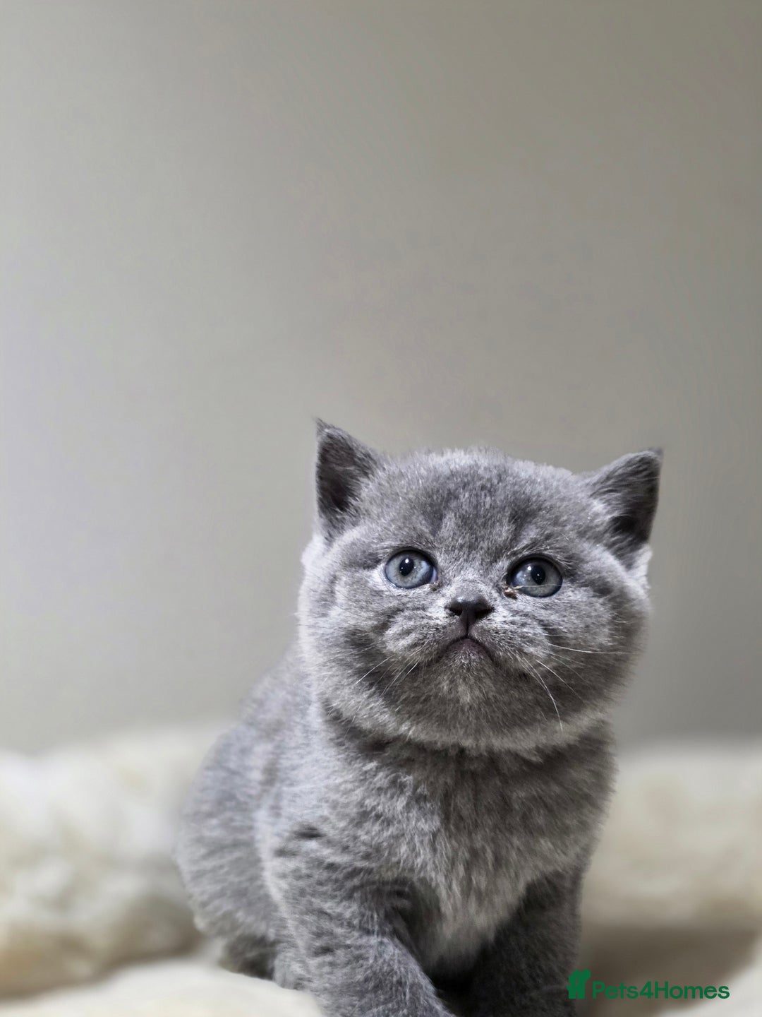Scottish Fold cats for sale: 3 beautiful female scottish fold & straights 😍🎀 - Advert 21