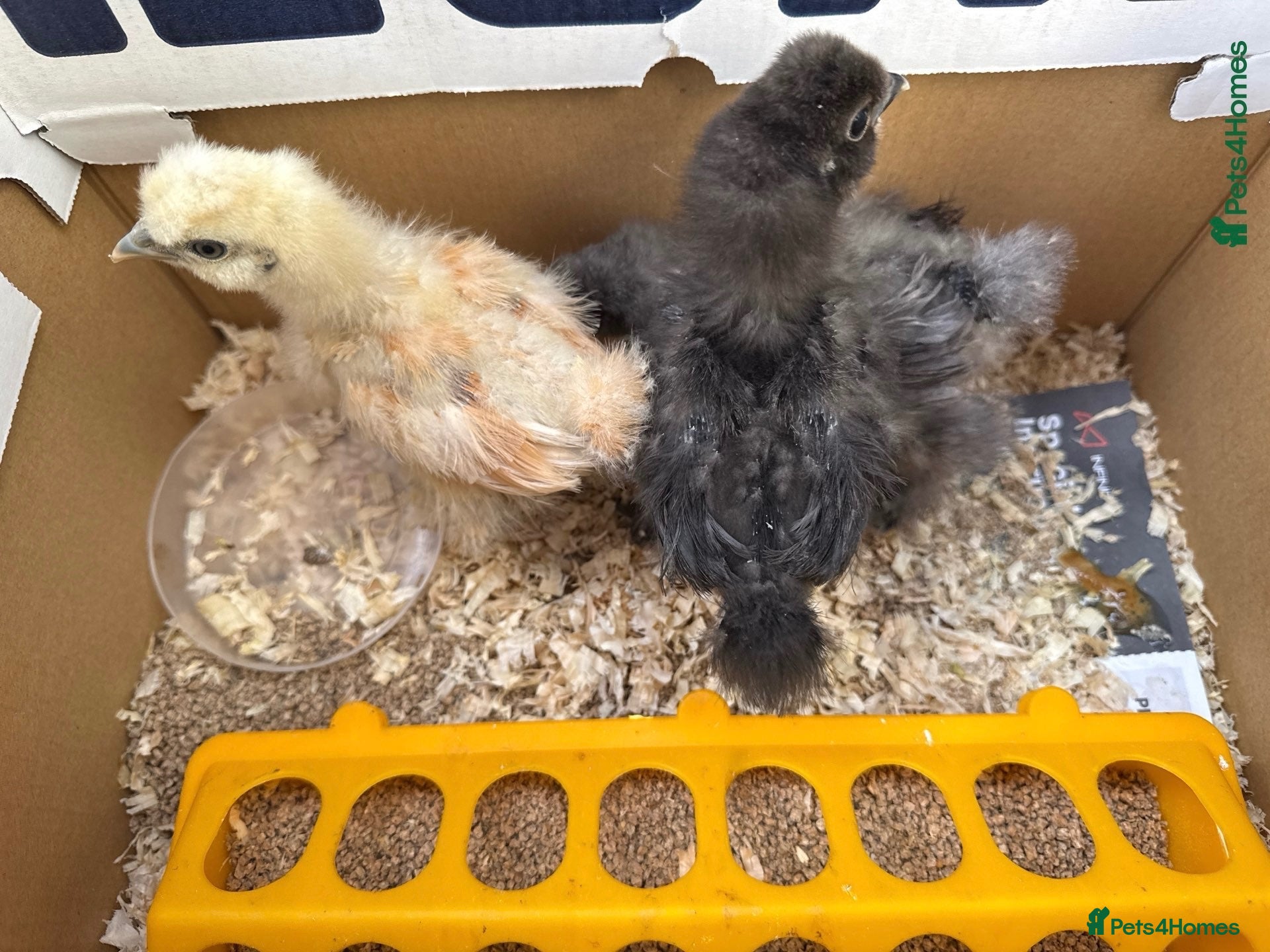 Chickens poultry Silkies chicken  - Advert 2