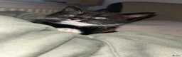 Mixed Breed cats for sale: 2 beautiful kittens for sale  - Advert 5