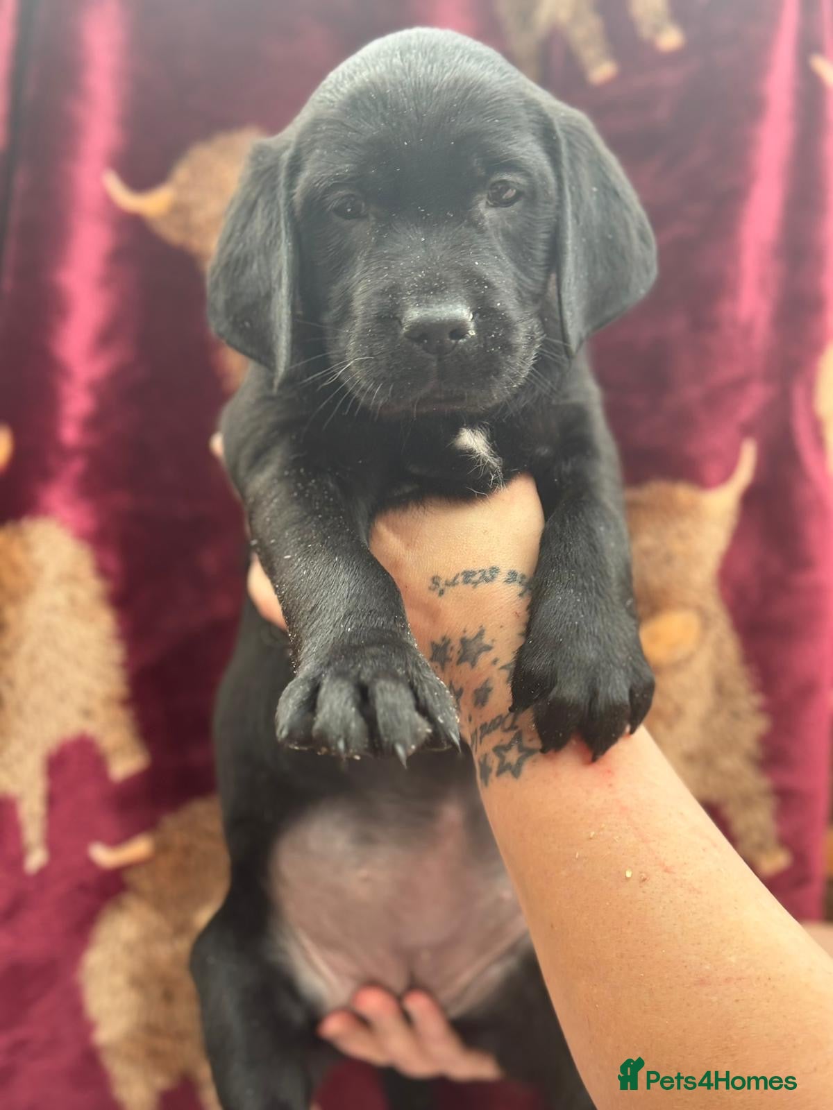 Goldador dogs Beautiful outstanding golden retriever x labs - Advert 12