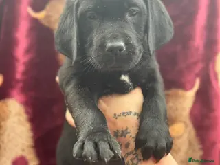 Goldador dogs Beautiful outstanding golden retriever x labs - Advert 12