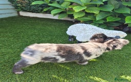 French Bulldog dogs for sale: Fluffy french bulldogs +c2  - Image 26