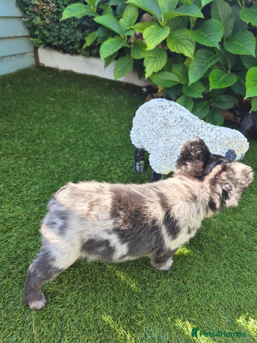 French Bulldog dogs for sale: Fluffy french bulldogs +c2  - Image 26