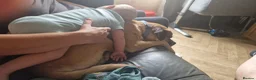 Mixed Breed dogs for sale: Mixed breed puppies  - Advert 2