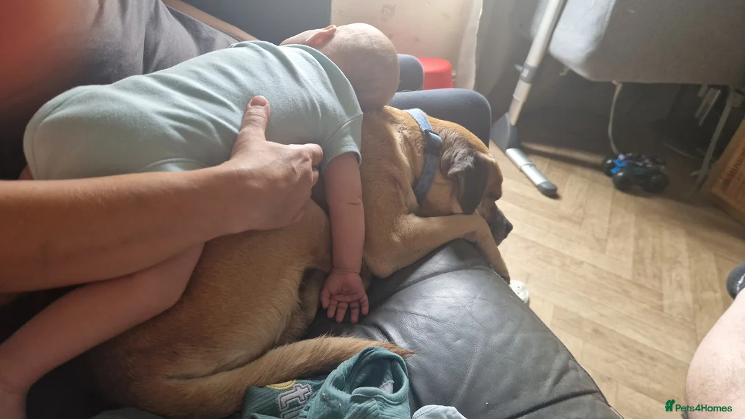 Mixed Breed dogs for sale: Mixed breed puppies  - Advert 2