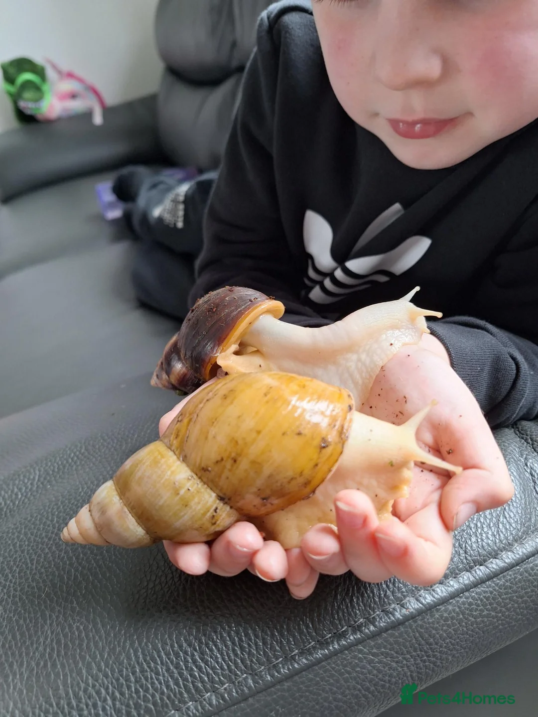 Snails invertebrates for sale: 4 giant african land snails - Advert 2