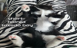 Ragdoll cats for sale: 12 half-Ragdolls (£150-£475) - Image 24