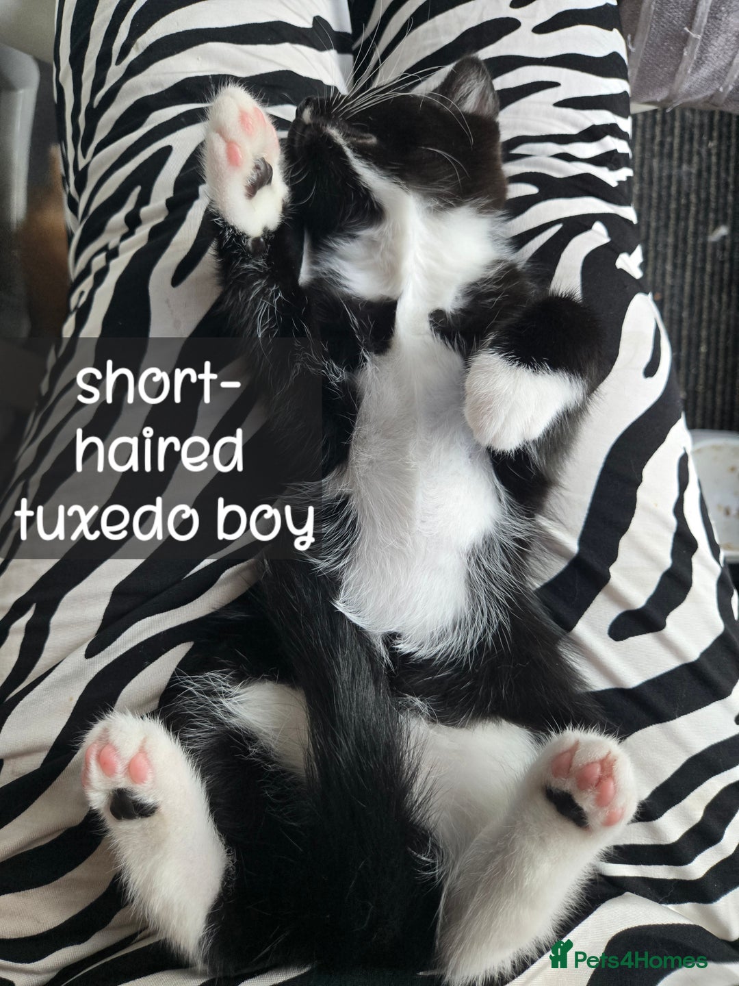 Ragdoll cats for sale: 12 half-Ragdolls (£150-£475) - Image 24