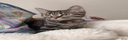 Mixed Breed cats for sale: Friendly female kitten  - Advert 3