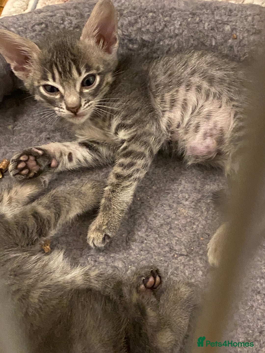 Savannah cats for sale: Savannah F5 boy for sale - Advert 2