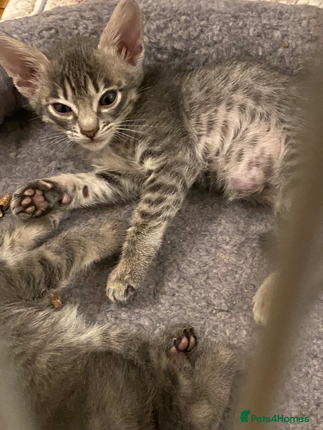 Savannah cats for sale: Savannah F5 boy for sale - Advert 2